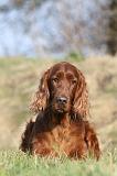 SETTER IRLANDAIS 207